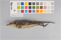 藏品(黃鶺鴒)的圖片